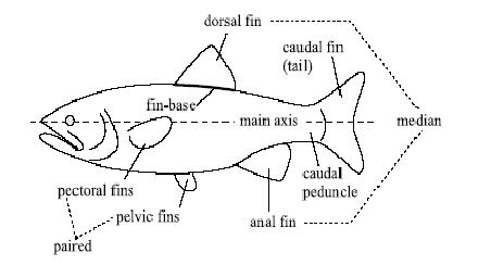 Fin System of Fishes (With Diagram) .